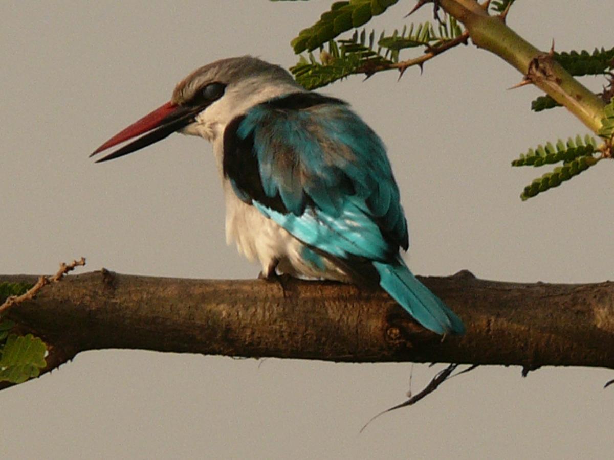 Abay Minch Lodge Bahir Dar Buitenkant foto