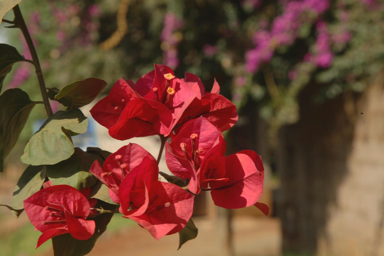Abay Minch Lodge Bahir Dar Buitenkant foto